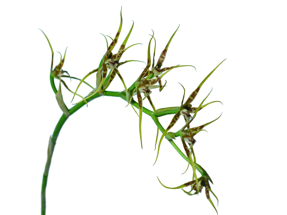 Brassia ocanensis