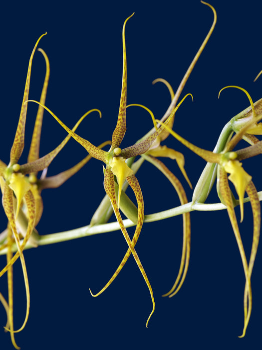 Brassia pozoi