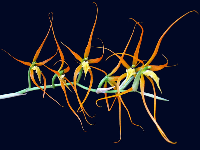 Brassia pozoi xanthina