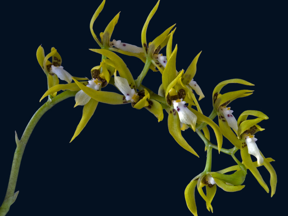 Brassia warszewiczii