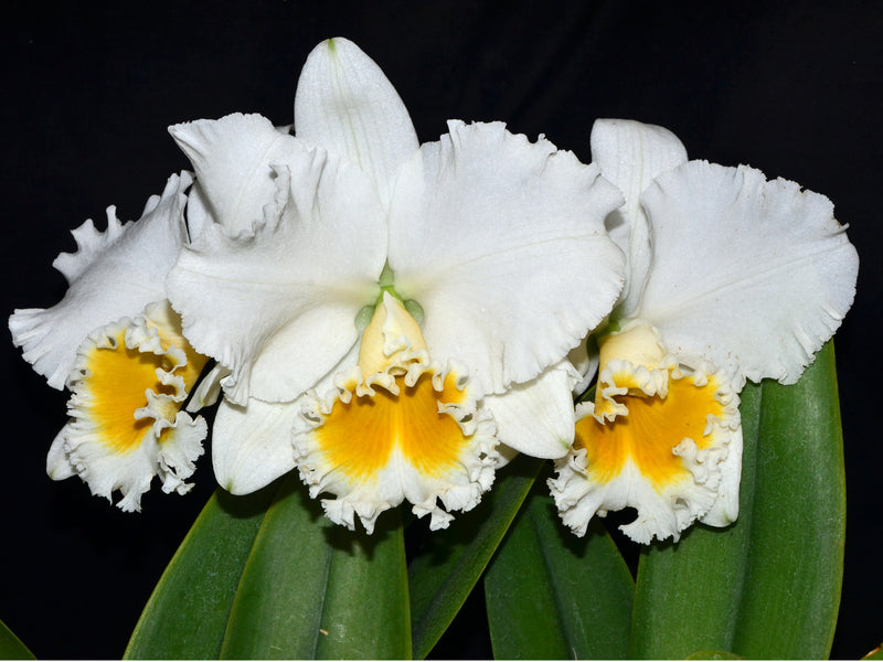 Rhyncholaeliocattleya Burdekin Wonder 'lake Land'
