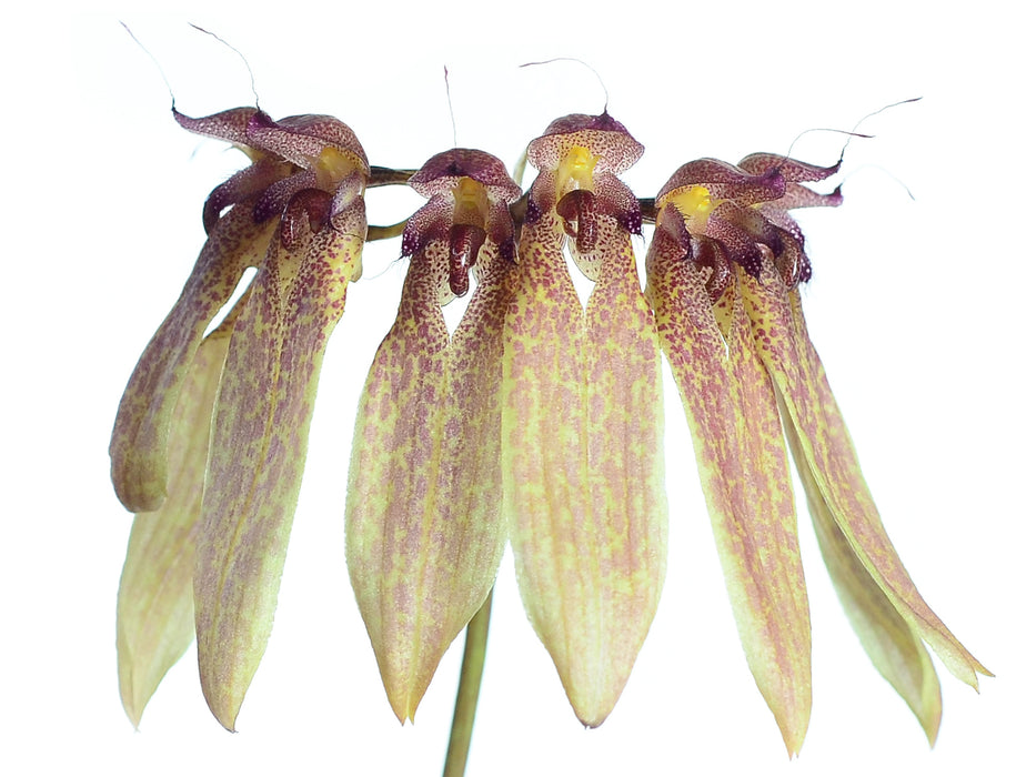 Bulbophyllum stragularium