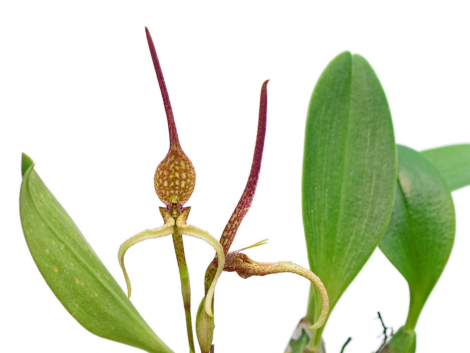 Bulbophyllum tricanaliferum