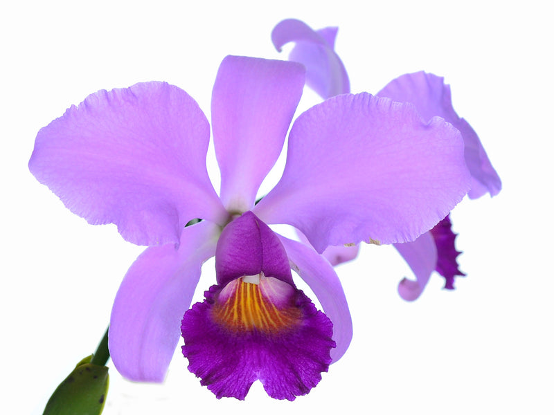 Cattleya Marcela Aguinaga