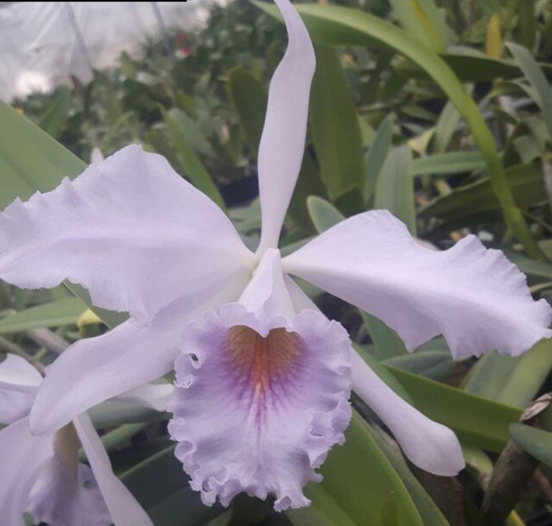 Cattleya Sapphirata f. coerulea 'Azure Sky'