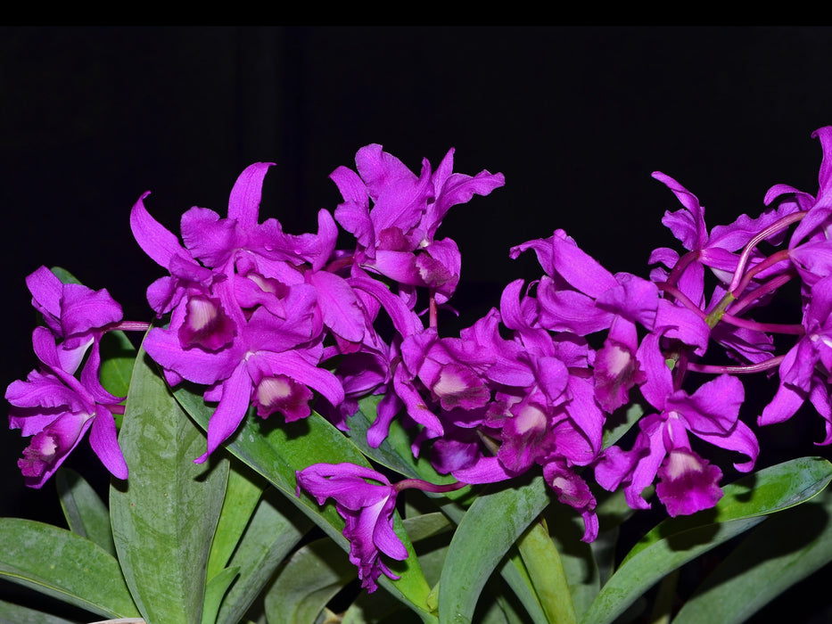 Cattleya bowringiana