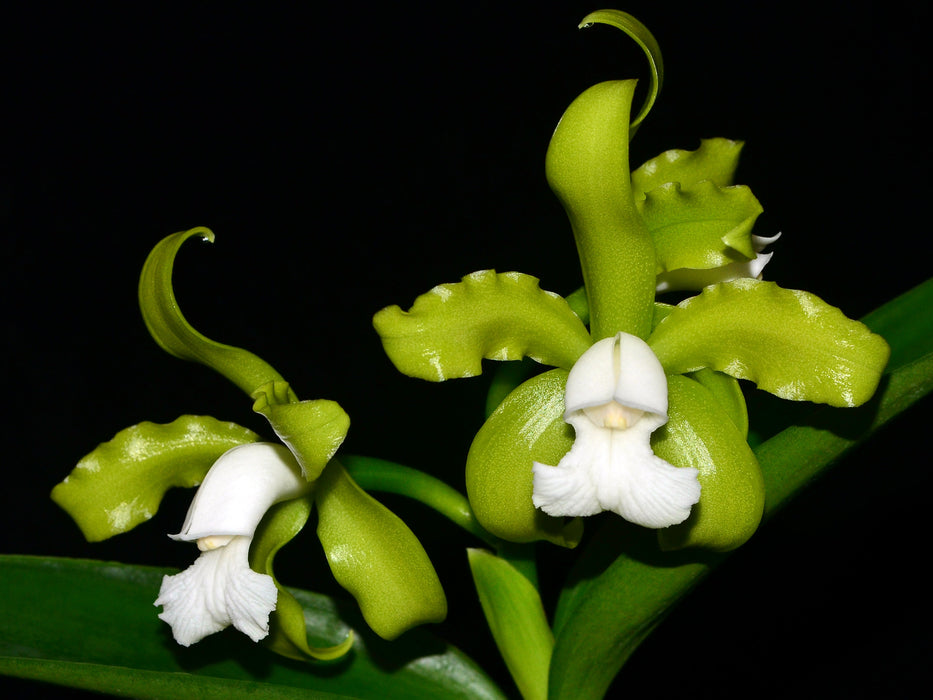 Cattleya guttata f. alba