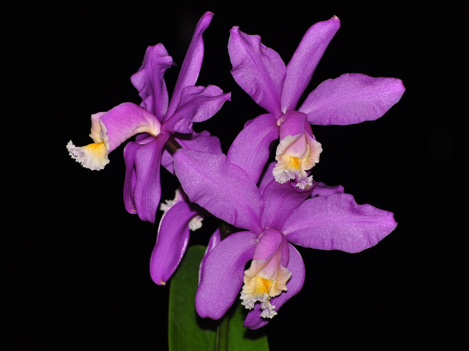 Cattleya harrisoniana