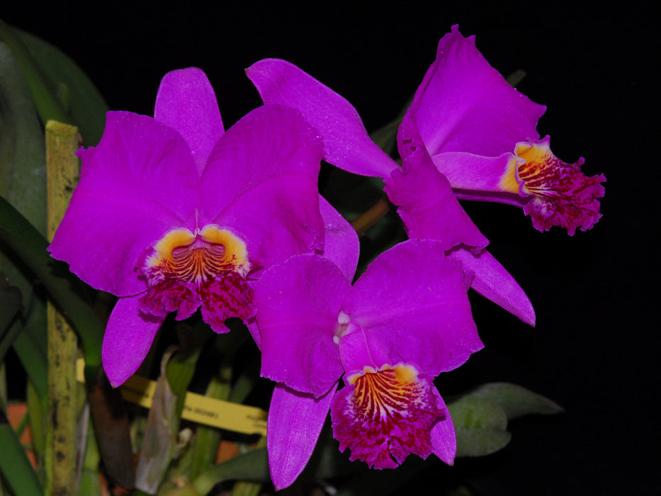 Cattleya lueddemanniana 'Camila'