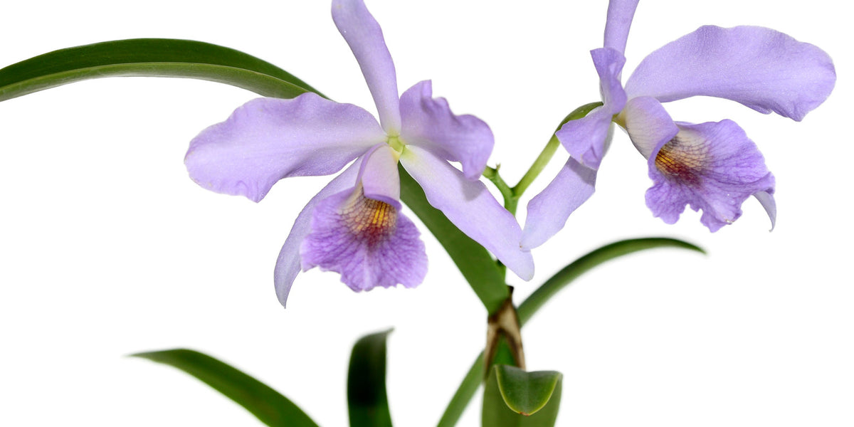 Cattlianthe Chloris f. coerulea — Ecuagenera Orquídeas del Ecuador