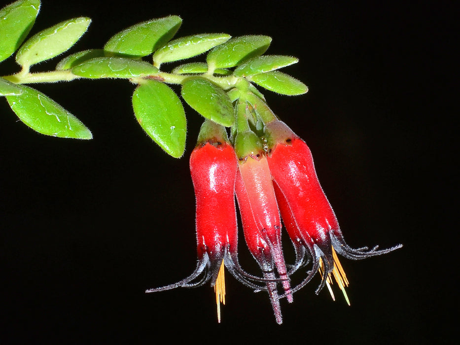 Ceratostema glans