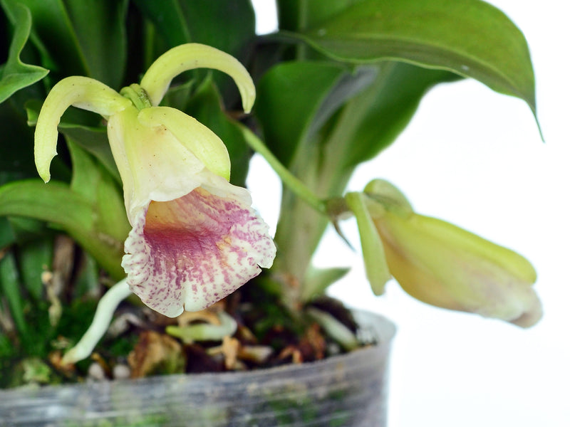 Chondrorhyncha velastiguii