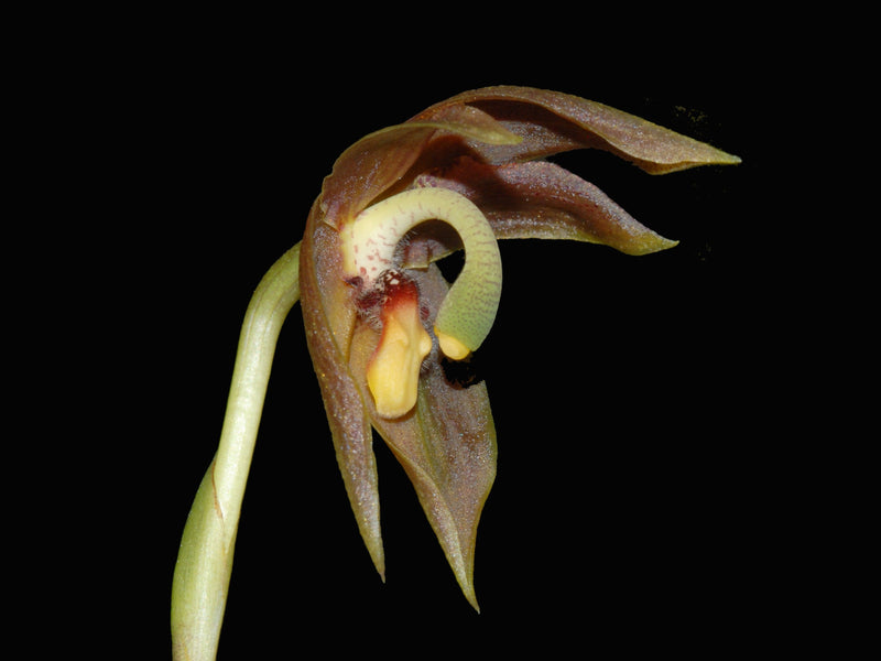 Maxillaria schlimii