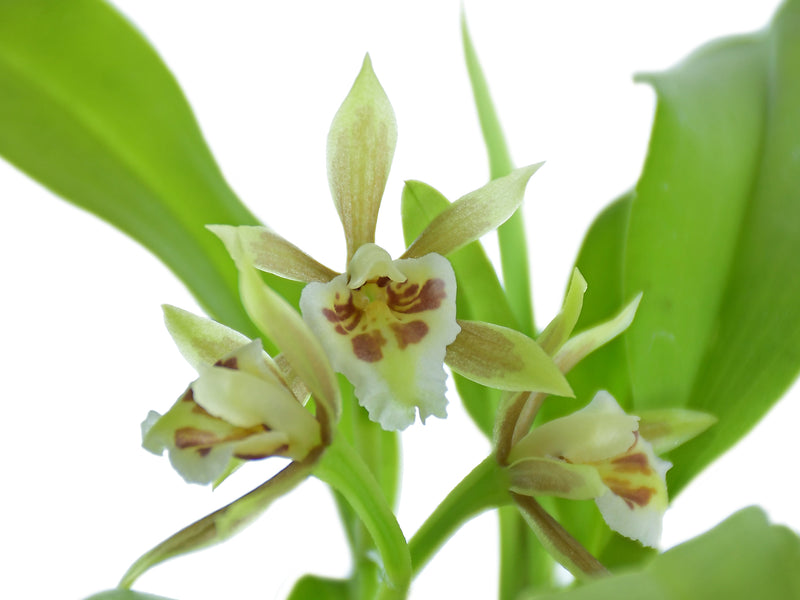 Cischweinfia popowiana