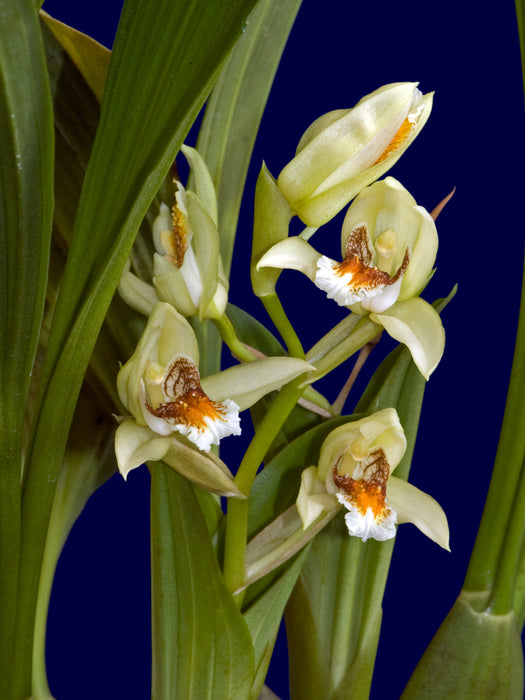 Coelogyne asperata