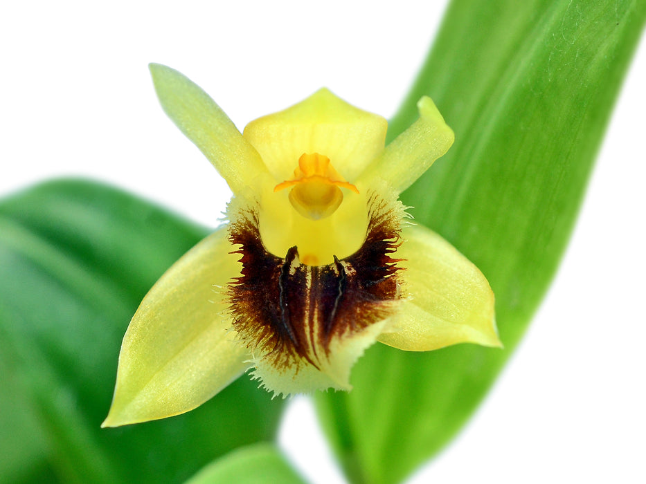 Coelogyne fimbriata