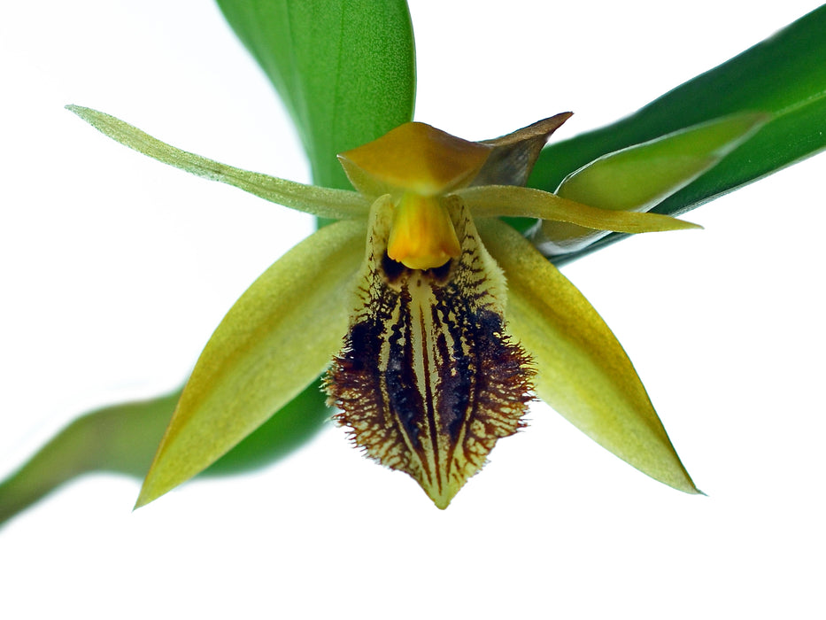 Coelogyne ovalis