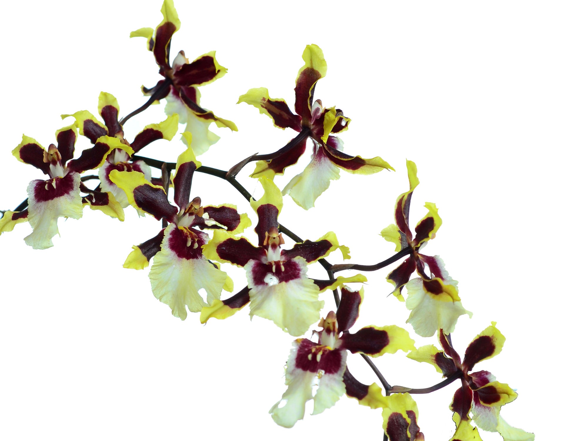 オトリ・カエデ Oncostele Wild Cat Rainbow – Branching Bicolor Oncidium Alliance