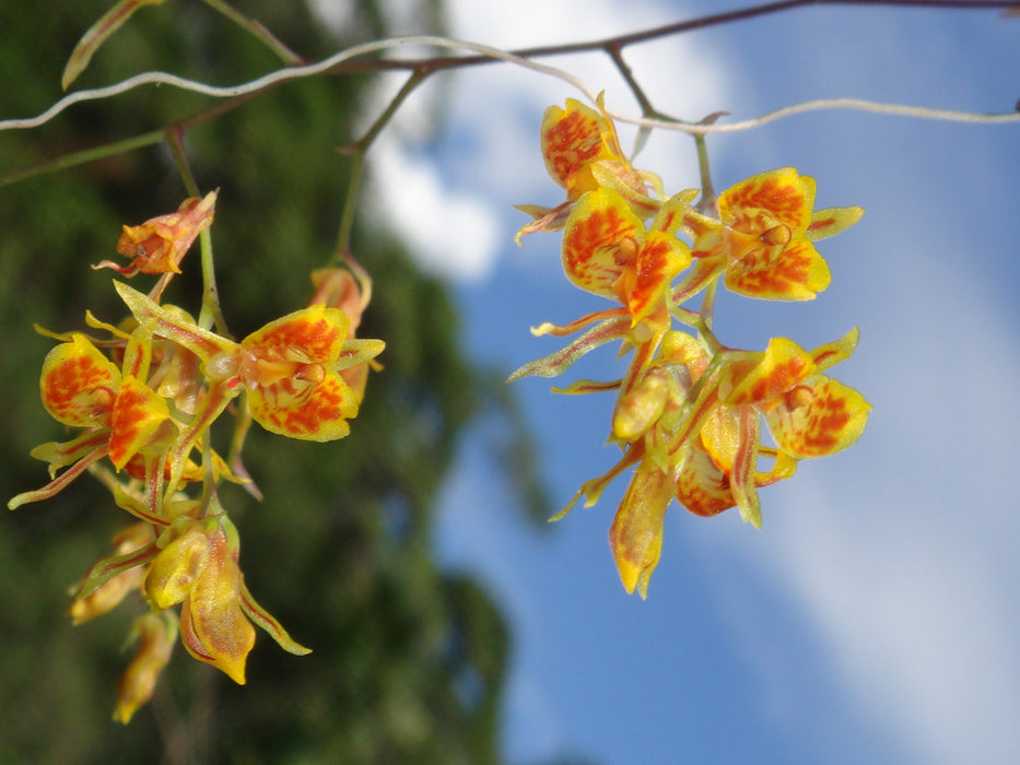 Comparettia bennettii