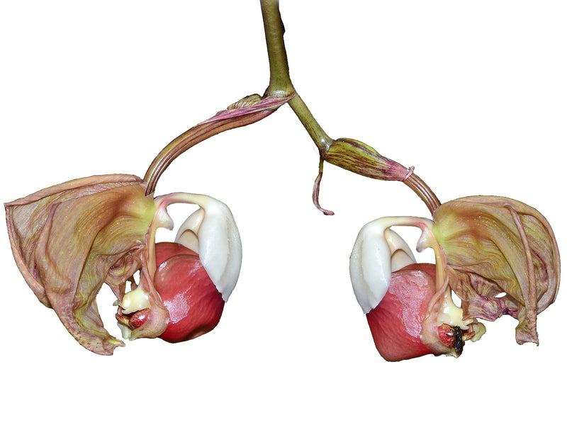 Coryanthes leucocorys