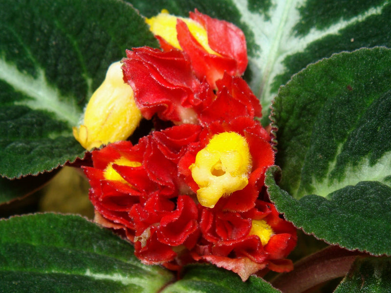 Corytoplectus speciosus