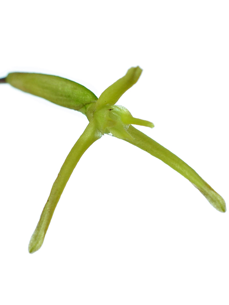 Maxillaria amplifoliata