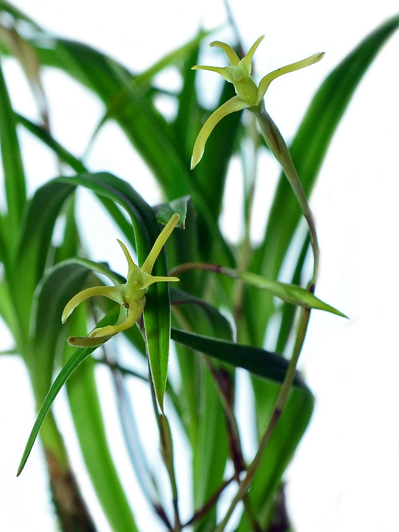 Maxillaria jacquelineana