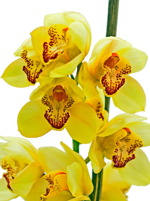 Cymbidium 757-1 Pine Clash Moon Venus