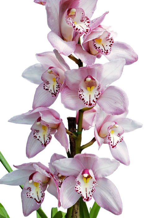 Cymbidium 8325 Baltic Elegance Carmen