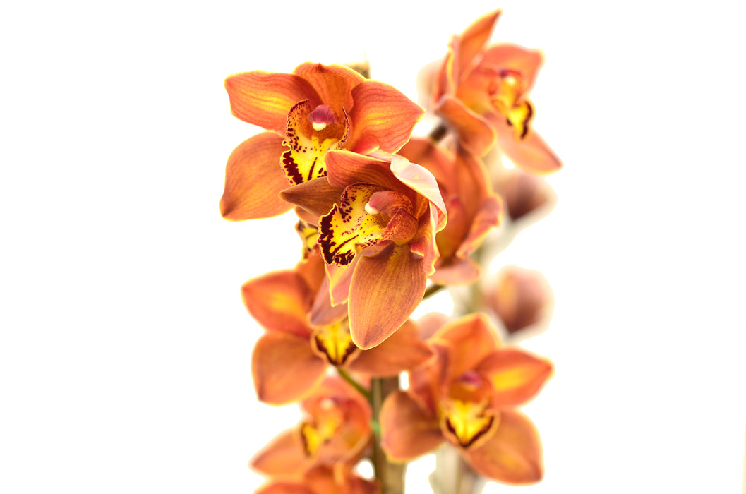 Cymbidium DQ875 'Strawberry Drop'