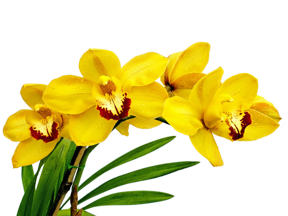 Cymbidium Gold Nugget