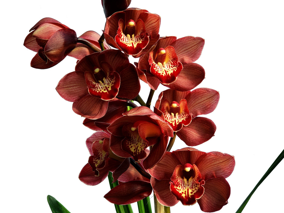 Cymbidium Hypno Beauty