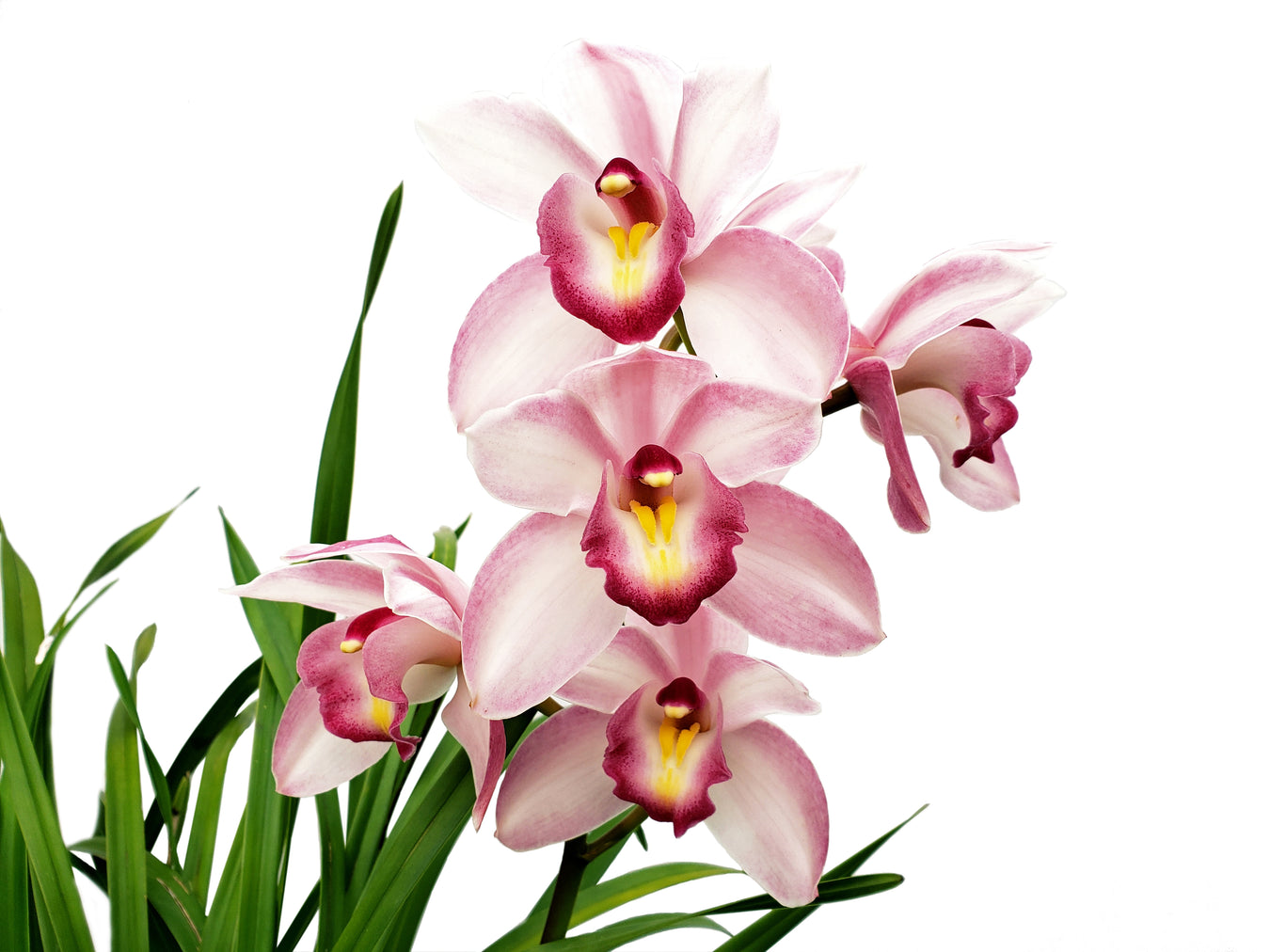 Híbrido de cymbidium