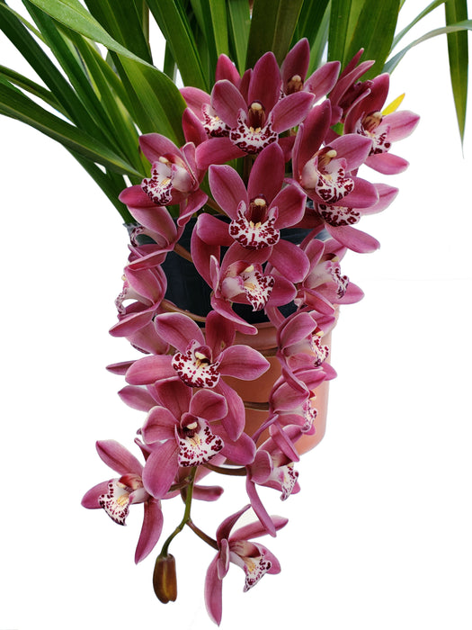 Piedra preciosa Cymbidium Js605 Ruby Sarah