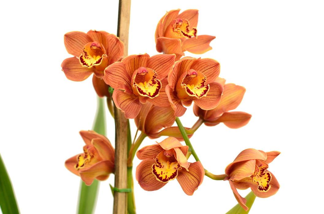 Cymbidium Ly597 Ec