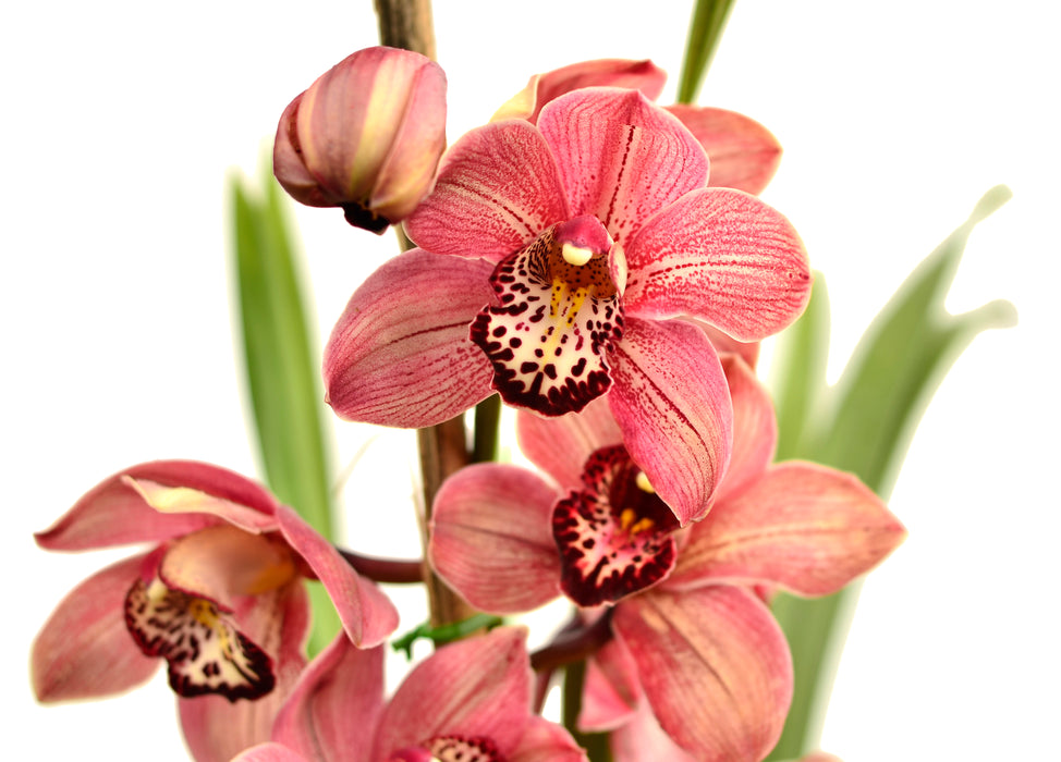 Cymbidium Morlaquita