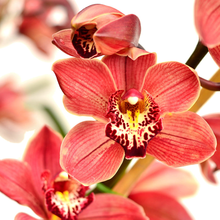 Cymbidium Pepe 002 Ec