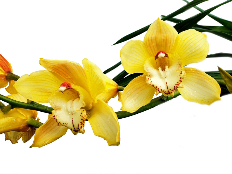 Cymbidium Via Ambarino # 24 x Este Amarillo