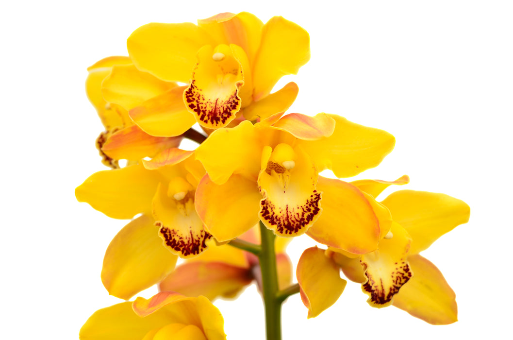 Cymbidium Zamora 98117