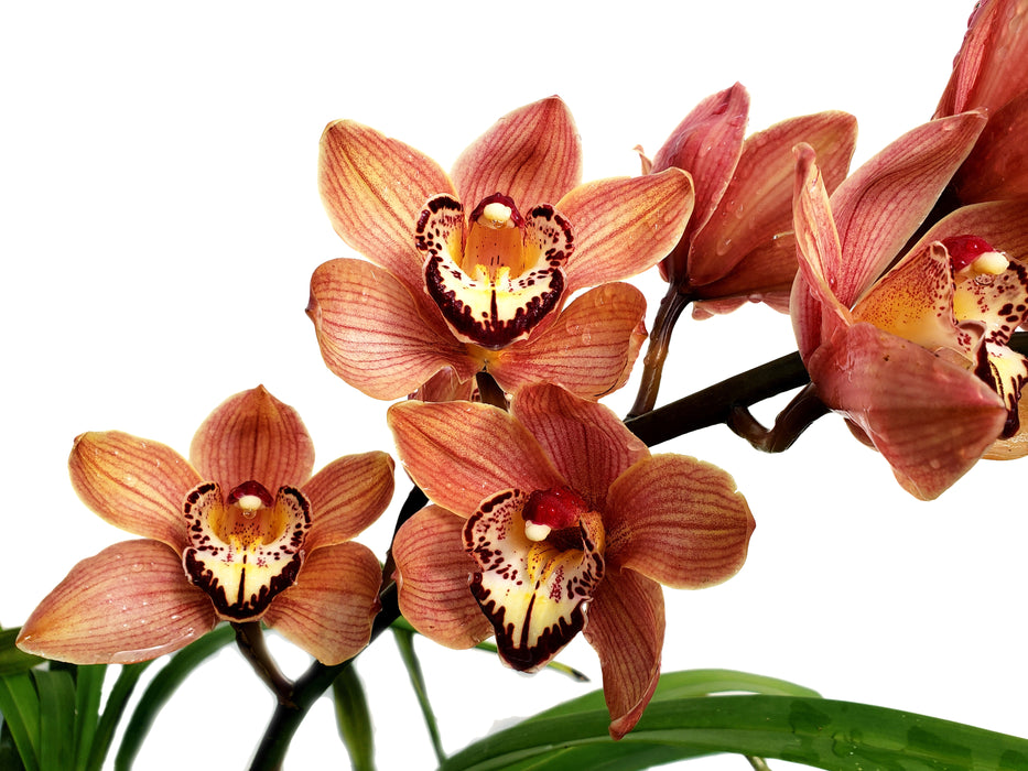 Cymbidium Zebra Ec