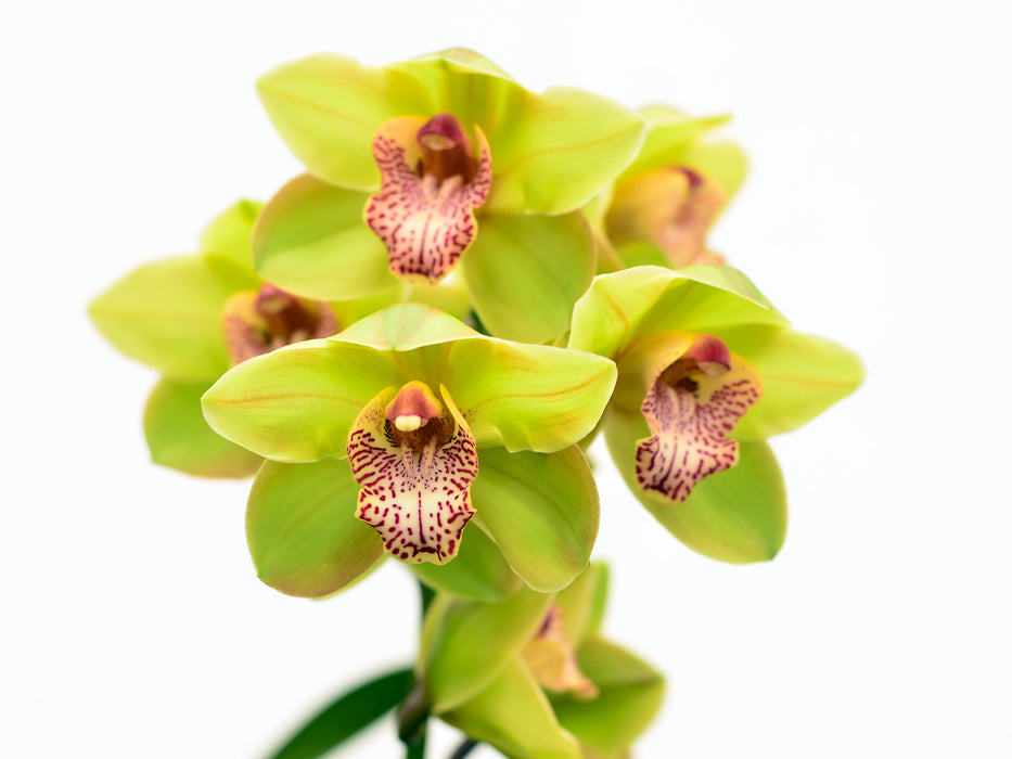 Cymbidium 1511-15 Orny