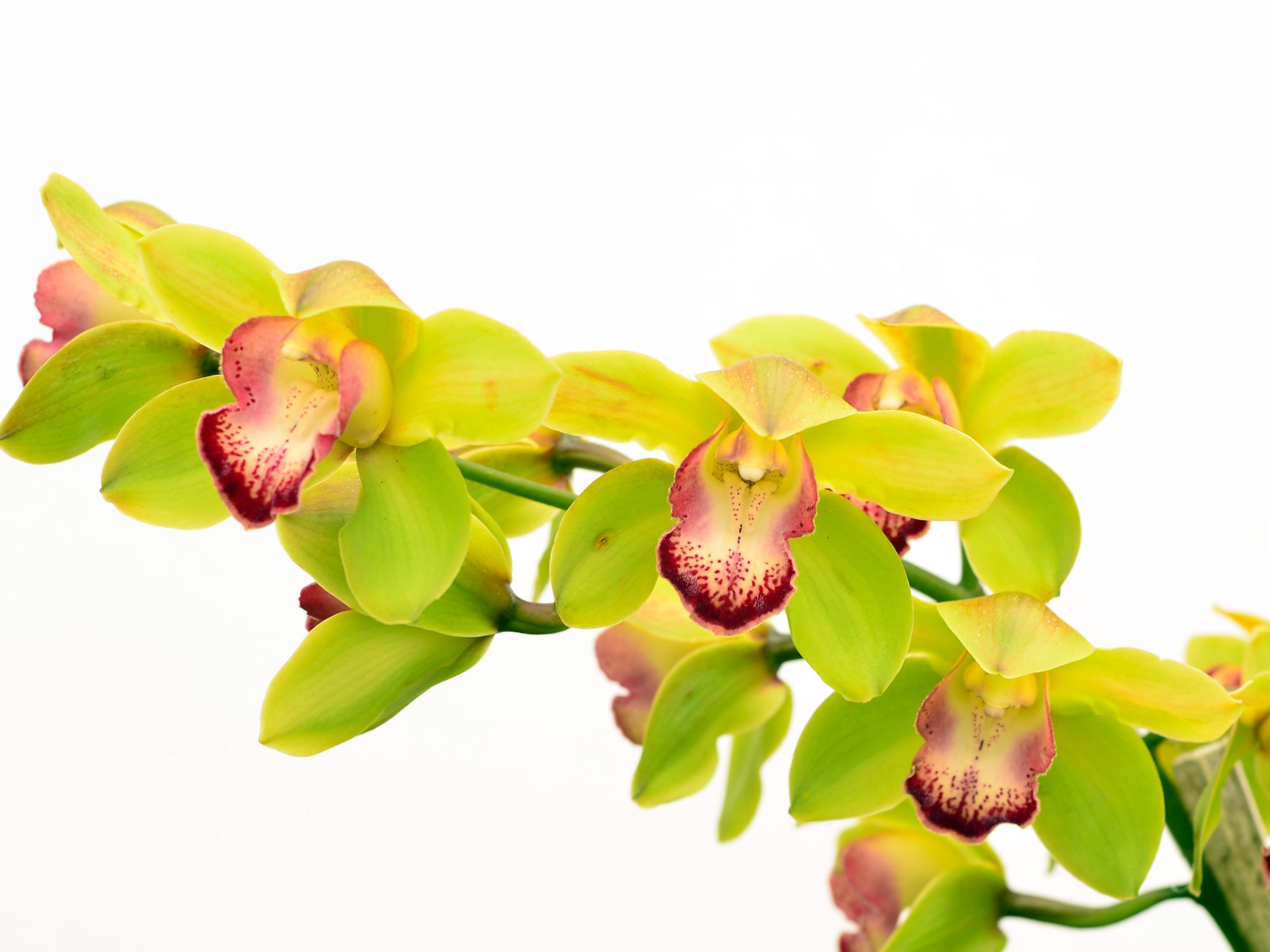 Cymbidium Gigi verde (medium)