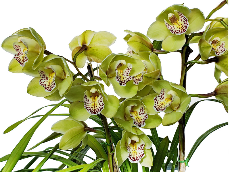 Cymbidium Green Glass 'Solano Beach Violet Punt'