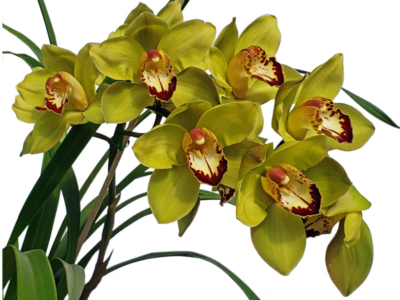 Cymbidium Greenzelle Hot Shot X  Mighthy  Mouse Mianio