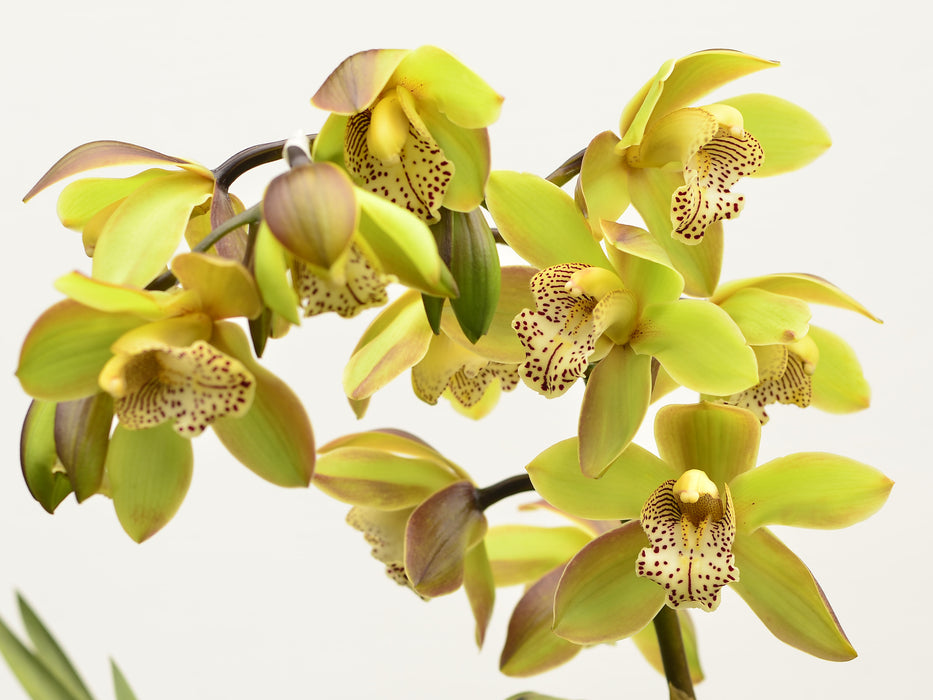 Cymbidium Melisa verde miel