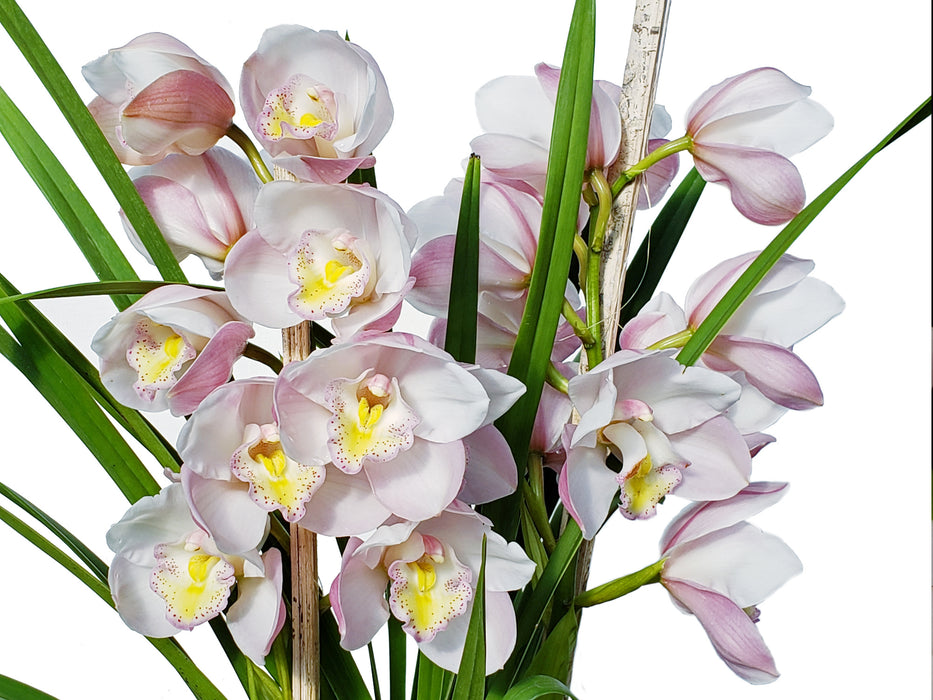 Cymbidium HP 653