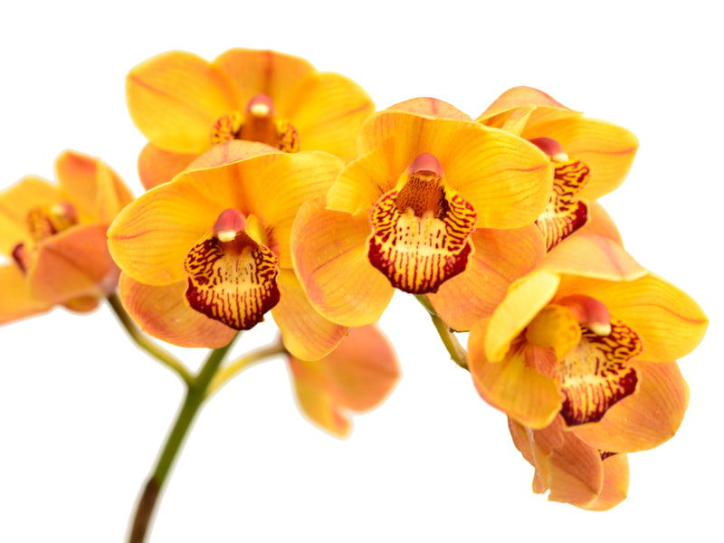 Cymbidium Jum 0207 Ec