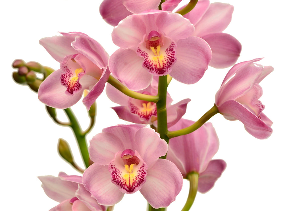 Cimbidium Lq522