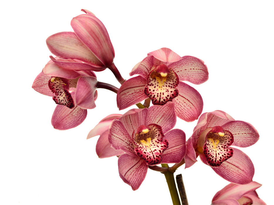 Cymbidium Mary rosa Ec