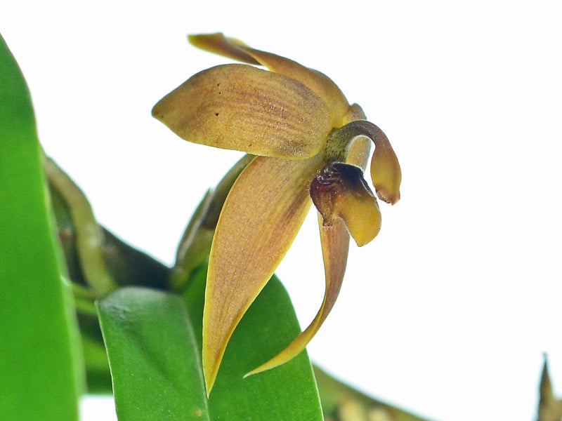 Maxillaria frontinoensis